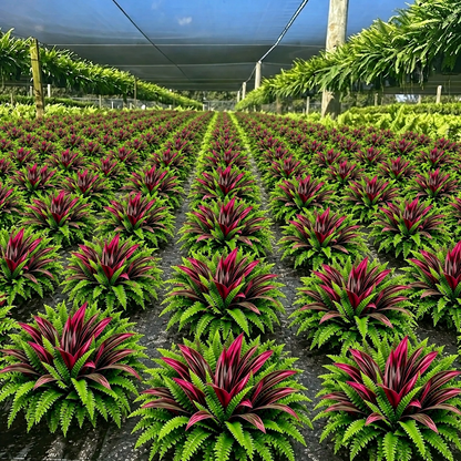 💥BUY 1 GET 1 FREE (2 PCS)🔥 48' Large UV-Resistant Artificial Fern & Red Dracaena Decorative Plants – Full, Lush & Fade-Resistant!