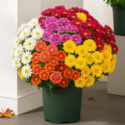 💥Last Day 70% OFF🌼- Artificial Outdoor Sunset Mums Flowers - UV resistant, Waterproof, Windproof（Sold as a set of 5 bundles; the image shows the promotional effect of multiple bundles.）